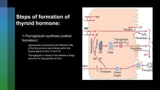 Steps of formation of
thyroid hormone:
1-Thyroglobulin synthesis (colloid
formation):
glycoprotein produced by the follicular cells
of the thyroid and used entirely within the
thyroid gland to form T3 and T4.
Thyroglogulin is stored in the follicles in large
amounts for long periods of time.
 