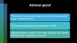 Adrenal gland
There are two adrenal glands, one at the superior
pole of each kidney
The adrenal glands are essential for life
Severe illness results from their atrophy and death
follows their complete removal
 