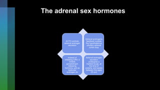The adrenal sex hormones
ACTH controls
adrenal androgen
secretion
Adrenal androgens
feedback outside
the hypothalamus
pituitary adrenal
cortex loop
Instead of
inhibiting CRH, it
inhibits
gonadotropin
releasing
hormone, just as
testicular
androgen do
Adrenal androgen
secretion
undergoes a
marked surge, at
the time of
puberty, and peaks
between the ages
25 and
 