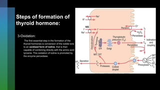 Steps of formation of
thyroid hormone:
3-Oxidation:
The first essential step in the formation of the
thyroid hormones is conversion of the iodide ions
to an oxidized form of iodine, that is then
capable of combining directly with the amino acid
tyrosine. This oxidation of iodine is promoted by
the enzyme peroxidase.
 