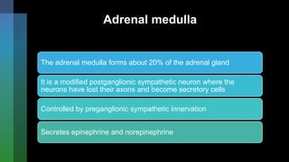 Adrenal medulla
The adrenal medulla forms about 20% of the adrenal gland
It is a modified postganglionic sympathetic neuron where the
neurons have lost their axons and become secretory cells
Controlled by preganglionic sympathetic innervation
Secretes epinephrine and norepinephrine
 