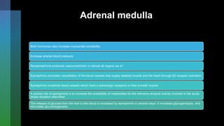 Adrenal medulla
Both hormones also increase myocardial excitability
Increase arterial blood pressure
Norepinephrine produces vasoconstriction in almost all organs via a1
Epinephrine promotes vasodilation of the blood vessels that supply skeletal muscle and the heart through β2 receptor activation
Epinephrine constricts blood vessels which have α-adrenergic receptors in their smooth muscle
A central role of epinephrine is to increase the availability of metabolites for the intensive physical activity involved in the acute
stress situation described
The release of glucose from the liver to the blood is increased by epinephrine in several ways: it increases glycogenolysis, and
stimulates gluconeogenesis
 