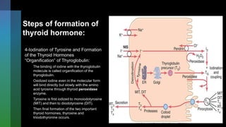 Steps of formation of
thyroid hormone:
4-Iodination of Tyrosine and Formation
of the Thyroid Hormones
“Organification” of Thyroglobulin:
The binding of iodine with the thyroglobulin
molecule is called organification of the
thyroglobulin.
Oxidized iodine even in the molecular form
will bind directly but slowly with the amino
acid tyrosine through thyroid peroxidase
enzyme.
Tyrosine is first iodized to monoiodotyrosine
(MIT) and then to diiodotyrosine (DIT).
Then final formation of the two important
thyroid hormones, thyroxine and
triiodothyronine occurs.
 