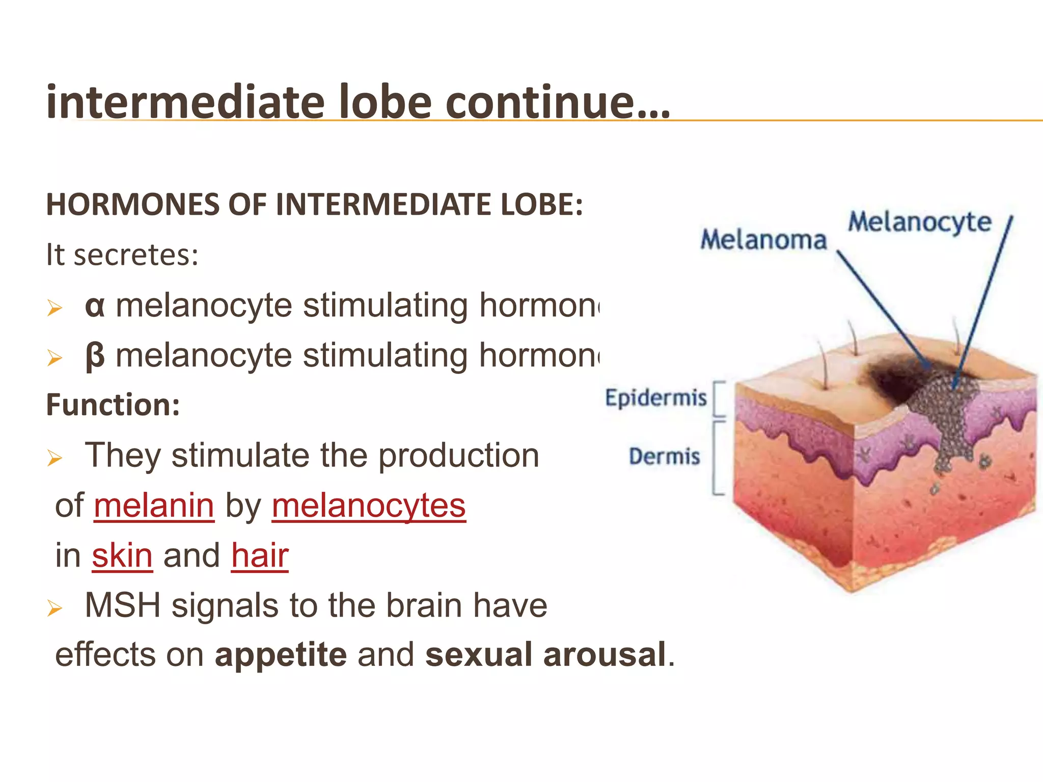 intermediate lobe continue…
HORMONES OF INTERMEDIATE LOBE:
It secretes:
 α melanocyte stimulating hormone
 β melanocyte stimulating hormone
Function:
 They stimulate the production
of melanin by melanocytes
in skin and hair
 MSH signals to the brain have
effects on appetite and sexual arousal.
 