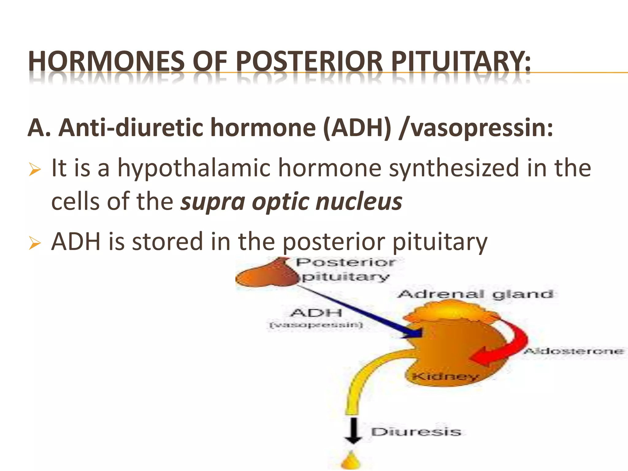 HORMONES OF POSTERIOR PITUITARY:
A. Anti-diuretic hormone (ADH) /vasopressin:
 It is a hypothalamic hormone synthesized in the
cells of the supra optic nucleus
 ADH is stored in the posterior pituitary
 