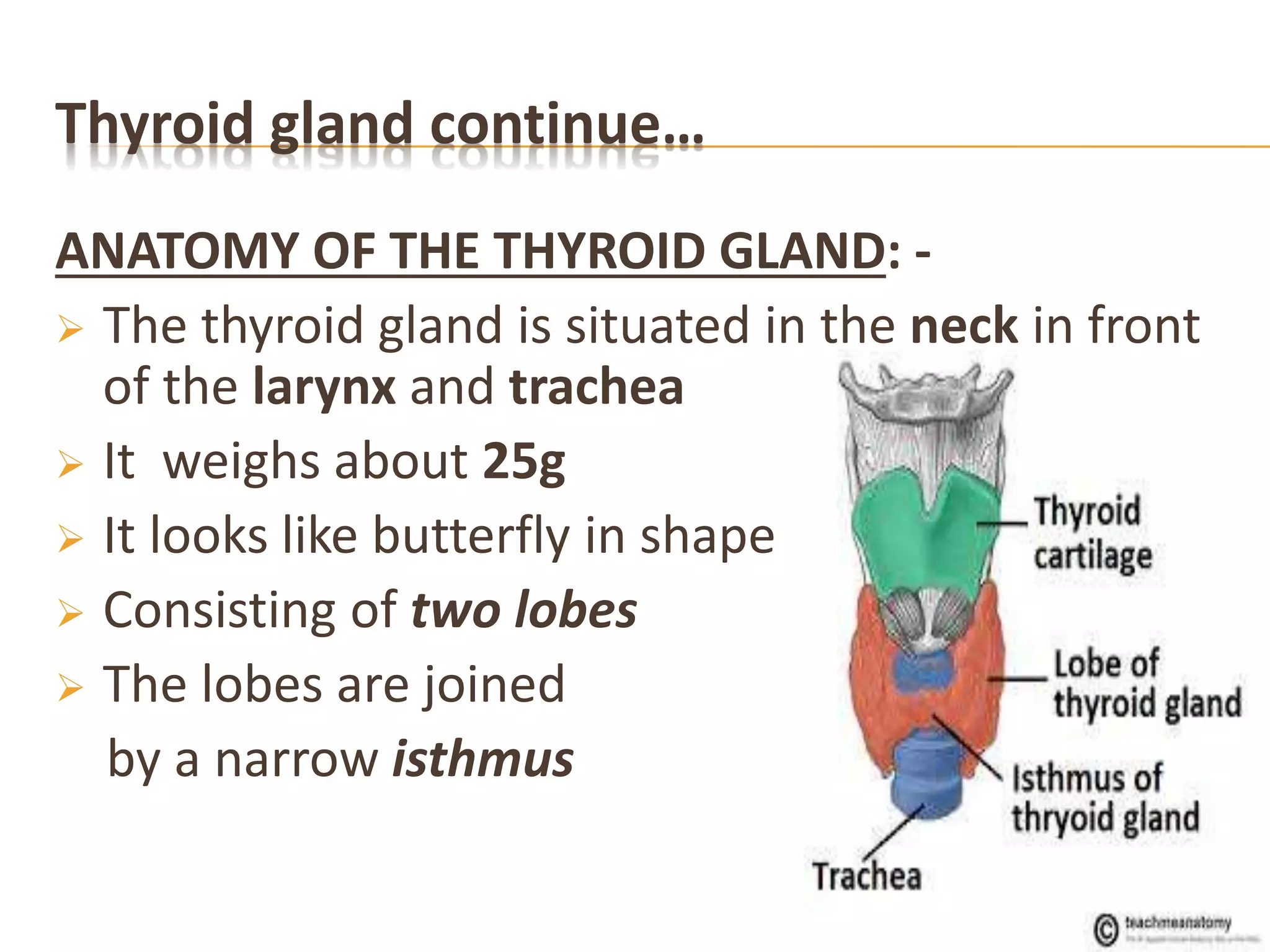 Thyroid gland continue…
ANATOMY OF THE THYROID GLAND: -
 The thyroid gland is situated in the neck in front
of the larynx and trachea
 It weighs about 25g
 It looks like butterfly in shape
 Consisting of two lobes
 The lobes are joined
by a narrow isthmus
 