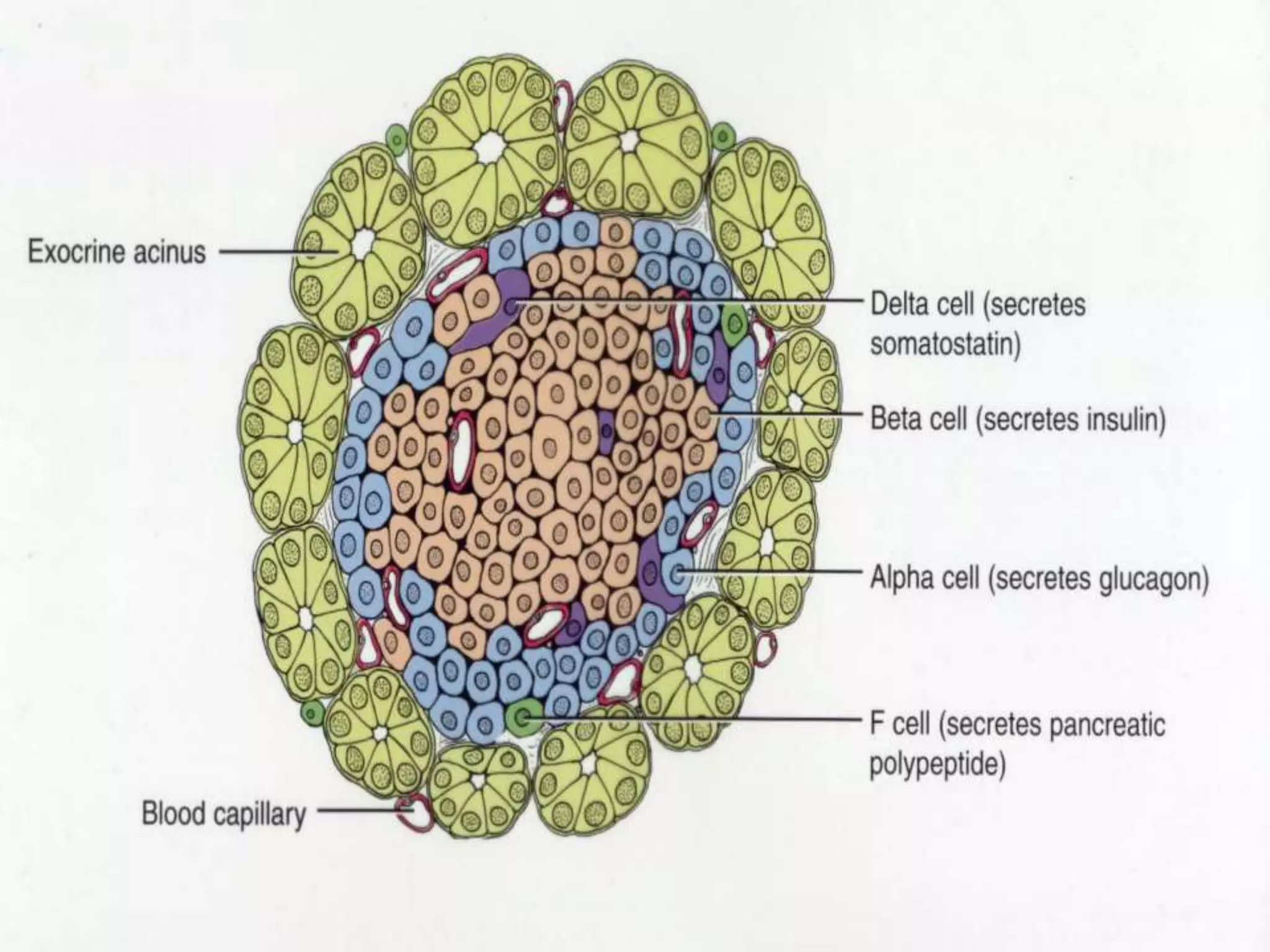 ANATOMY OF PANCREASES
There are approximately 0.5 to 1.5 million Islets of Langerhans
There are four types of cells:
 70-80% beta- cells secrete Insulin
 15-20%, alpha –cells secrete Glucagon
 1-8% delta- cells secrete
Somatostatin and gastrin
 1-2% f- cells. These cells secrete
pancreatic polypeptide which decreases
the absorption of food from the GIT
 