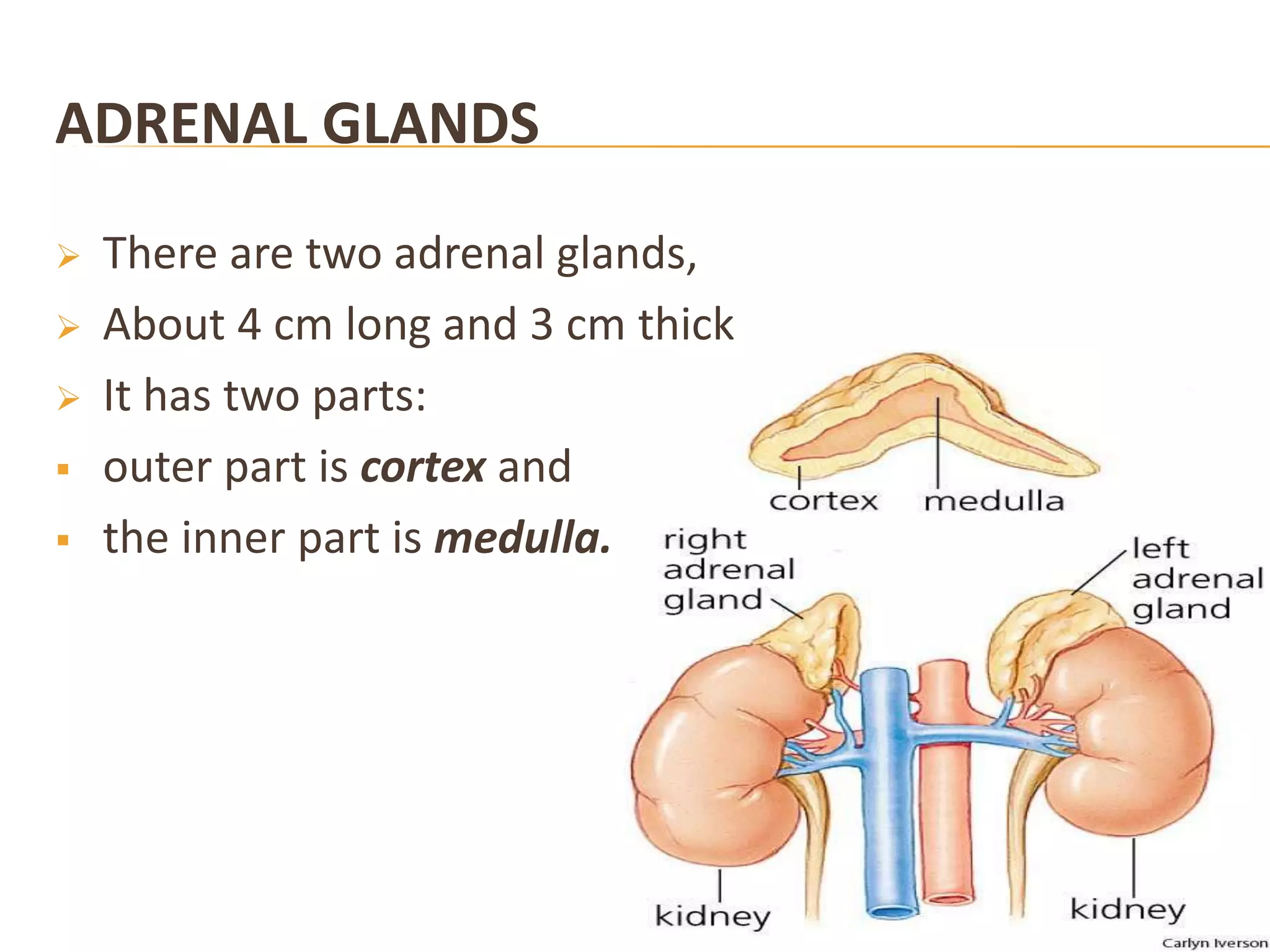 ADRENAL GLANDS
 There are two adrenal glands,
 About 4 cm long and 3 cm thick
 It has two parts:
 outer part is cortex and
 the inner part is medulla.
 