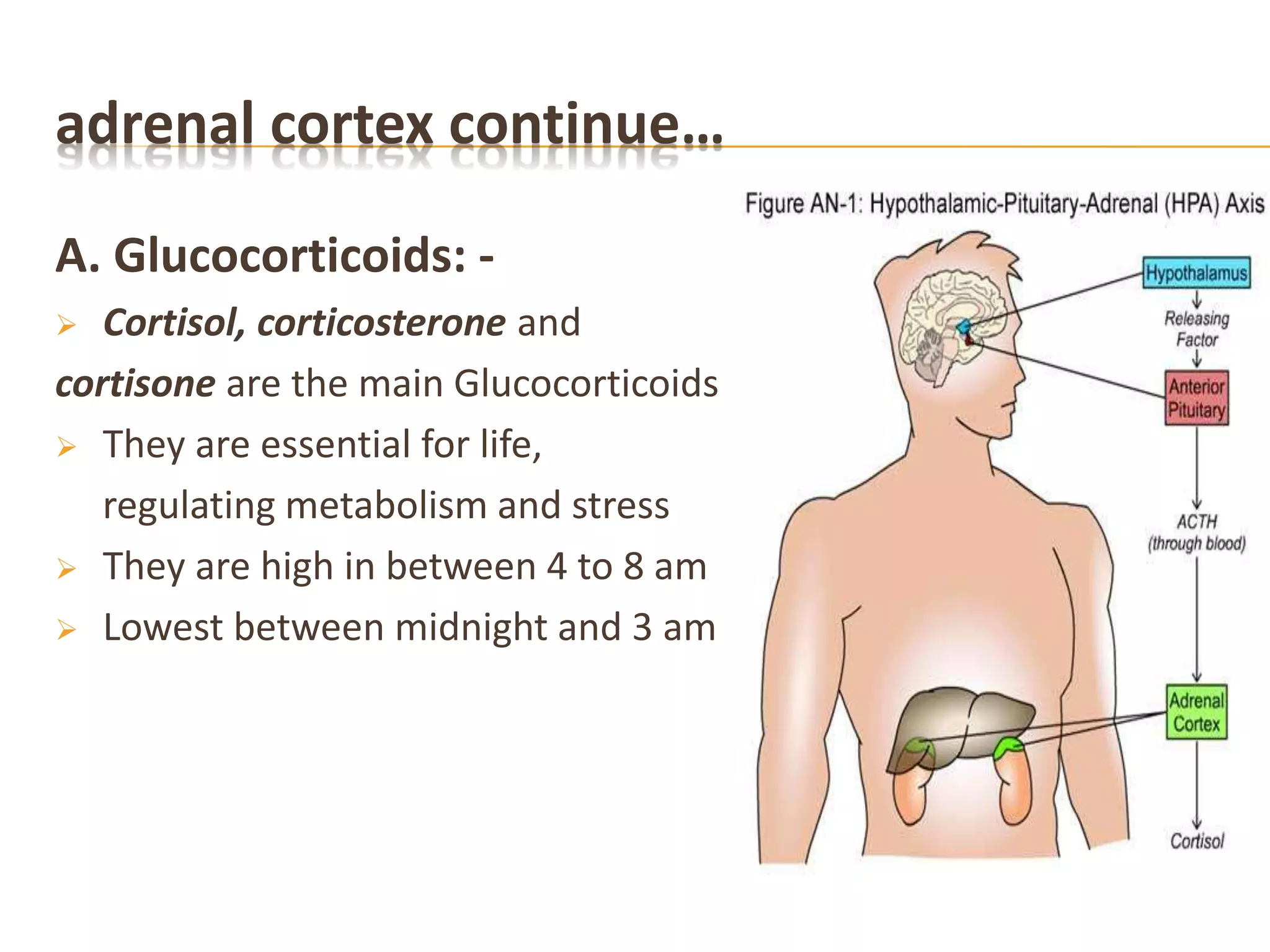 adrenal cortex continue…
A. Glucocorticoids: -
 Cortisol, corticosterone and
cortisone are the main Glucocorticoids
 They are essential for life,
regulating metabolism and stress
 They are high in between 4 to 8 am
 Lowest between midnight and 3 am
 