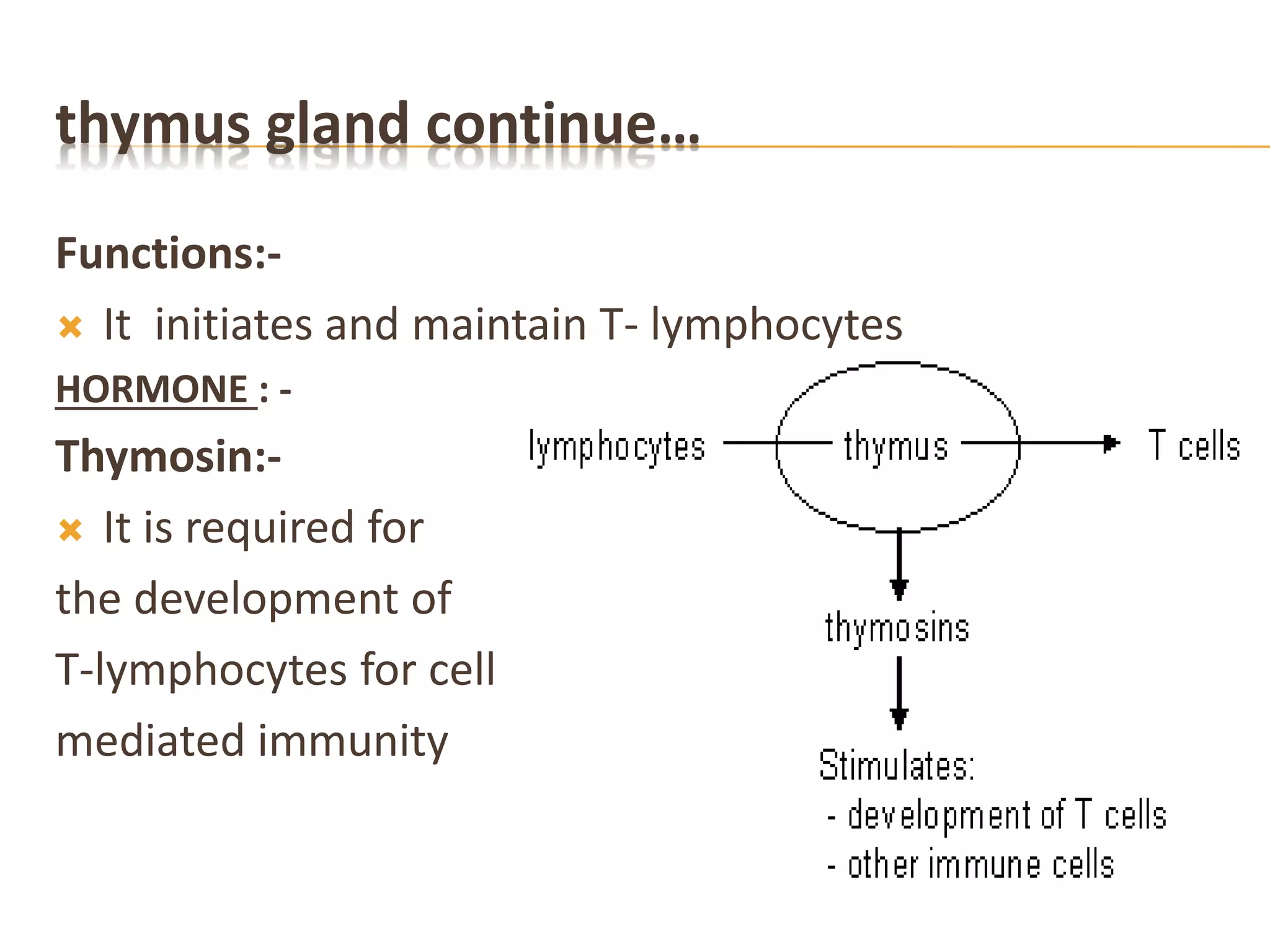 thymus gland continue…
Functions:-
 It initiates and maintain T- lymphocytes
HORMONE : -
Thymosin:-
 It is required for
the development of
T-lymphocytes for cell
mediated immunity
 