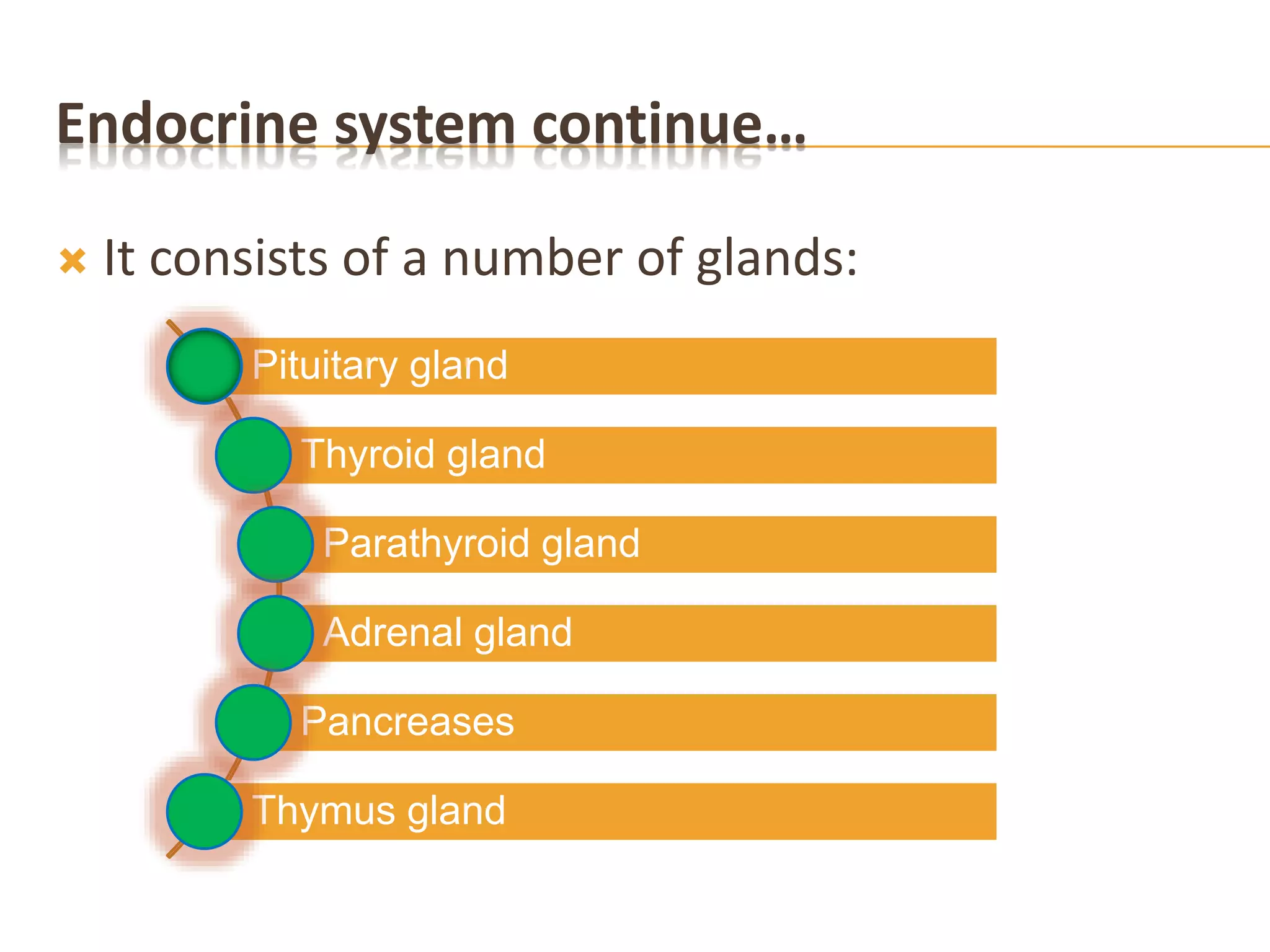 Endocrine system continue…
 It consists of a number of glands:
Pituitary gland
Thyroid gland
Parathyroid gland
Adrenal gland
Pancreases
Thymus gland
 