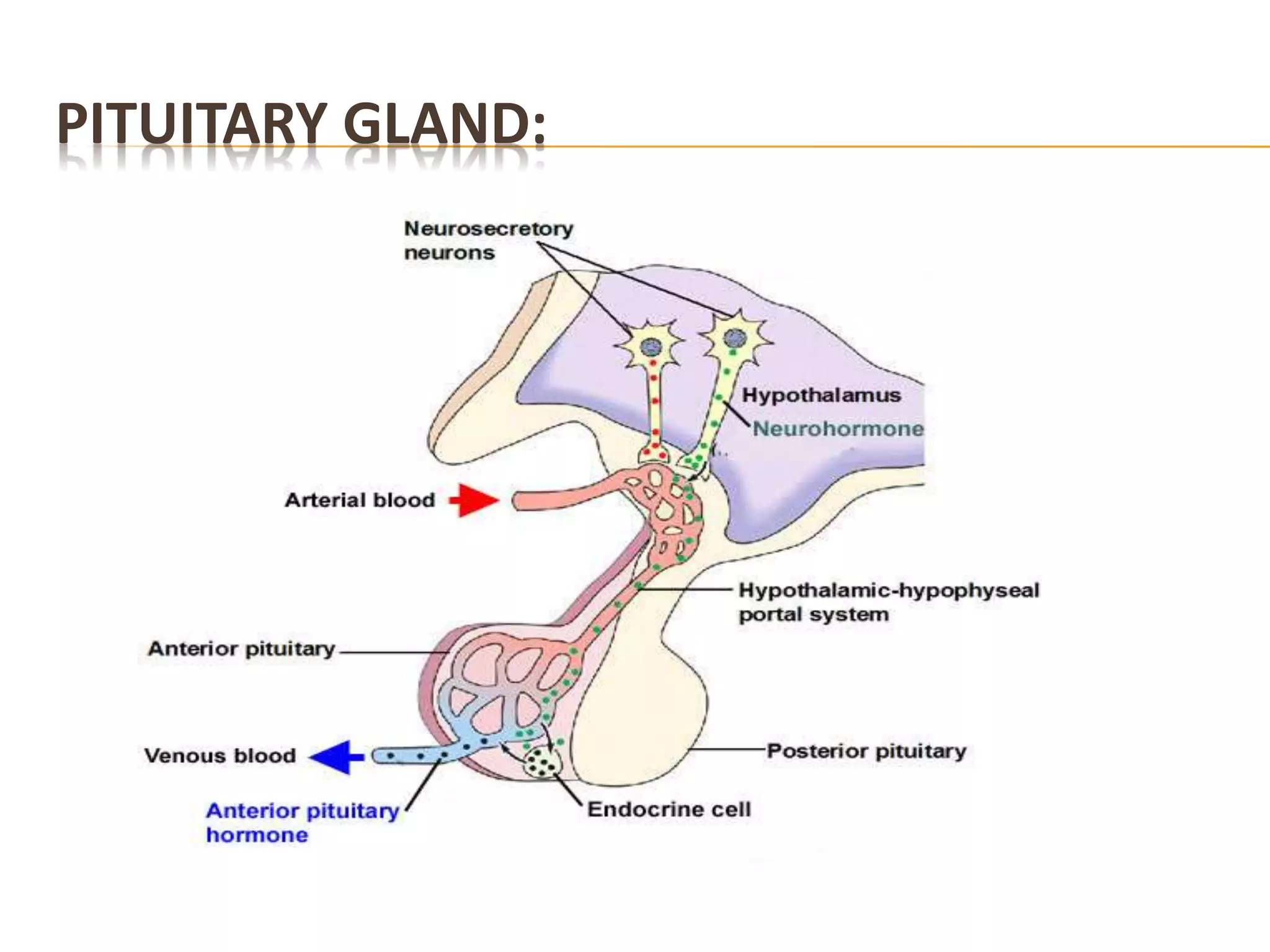 PITUITARY GLAND:
 