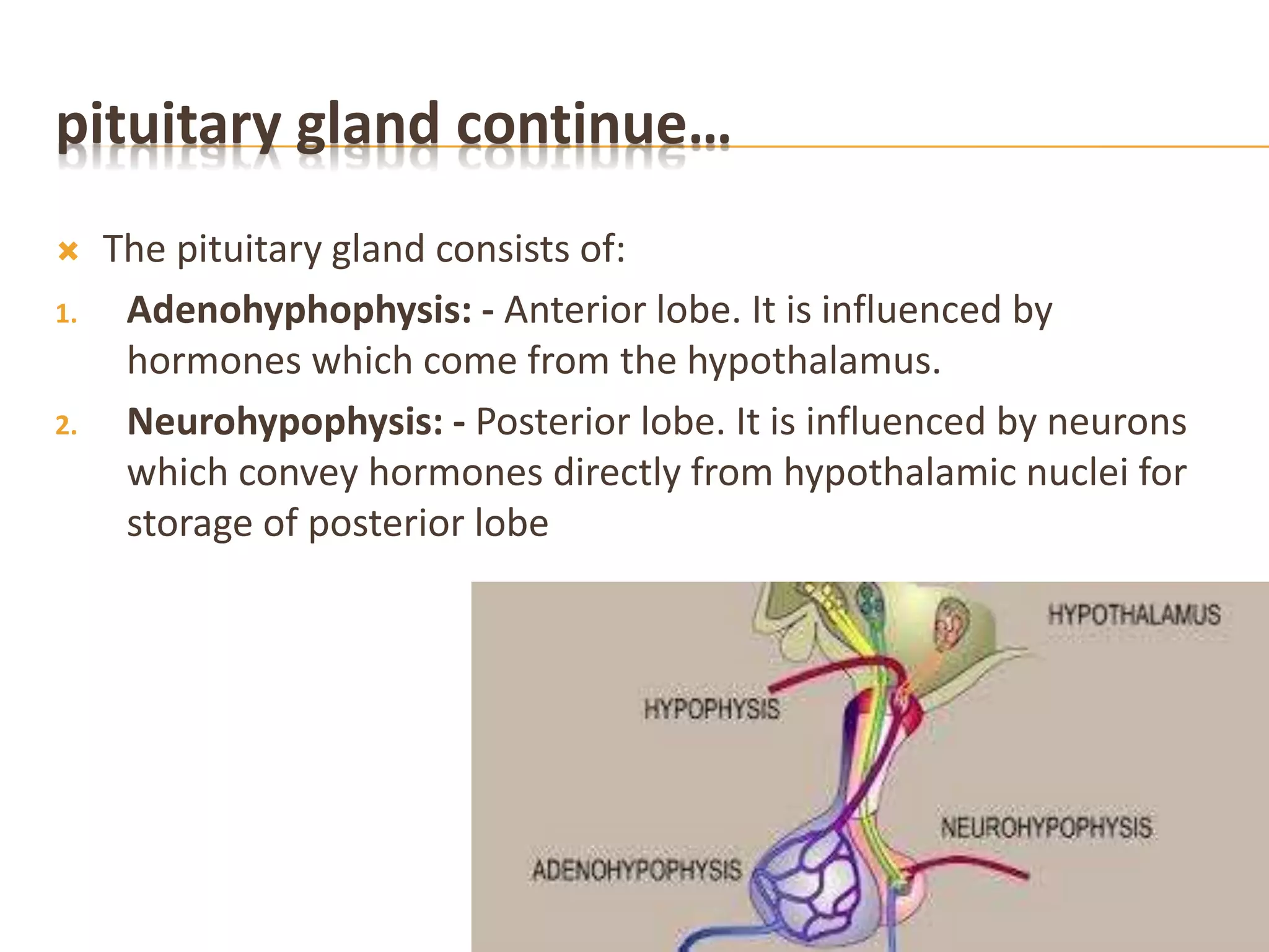 pituitary gland continue…
 The pituitary gland consists of:
1. Adenohyphophysis: - Anterior lobe. It is influenced by
hormones which come from the hypothalamus.
2. Neurohypophysis: - Posterior lobe. It is influenced by neurons
which convey hormones directly from hypothalamic nuclei for
storage of posterior lobe
 