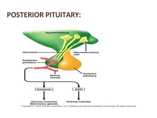 POSTERIOR PITUITARY:
 