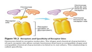 Endocrine presentation by fatmah khan