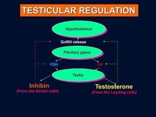 Endocrine Regulation In