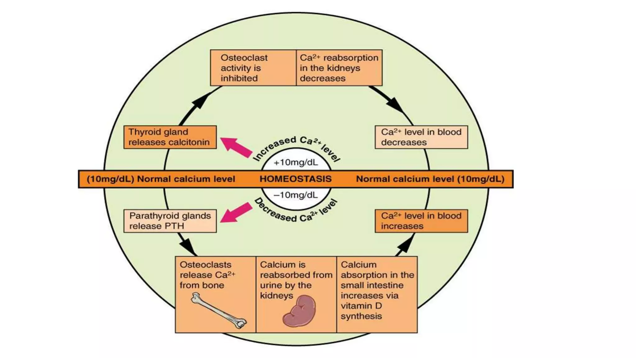Endocrine regulation of calcium metabolism | PPTX