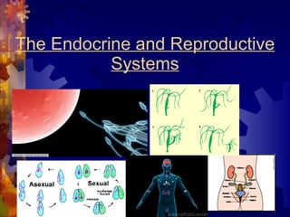 The Endocrine and Reproductive Systems 