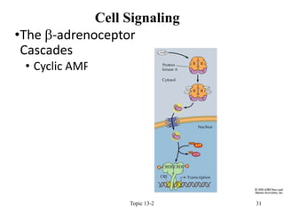 •The b-adrenoceptor
Cascades
• Cyclic AMP pathway
Topic 13-2 31
Cell Signaling
 