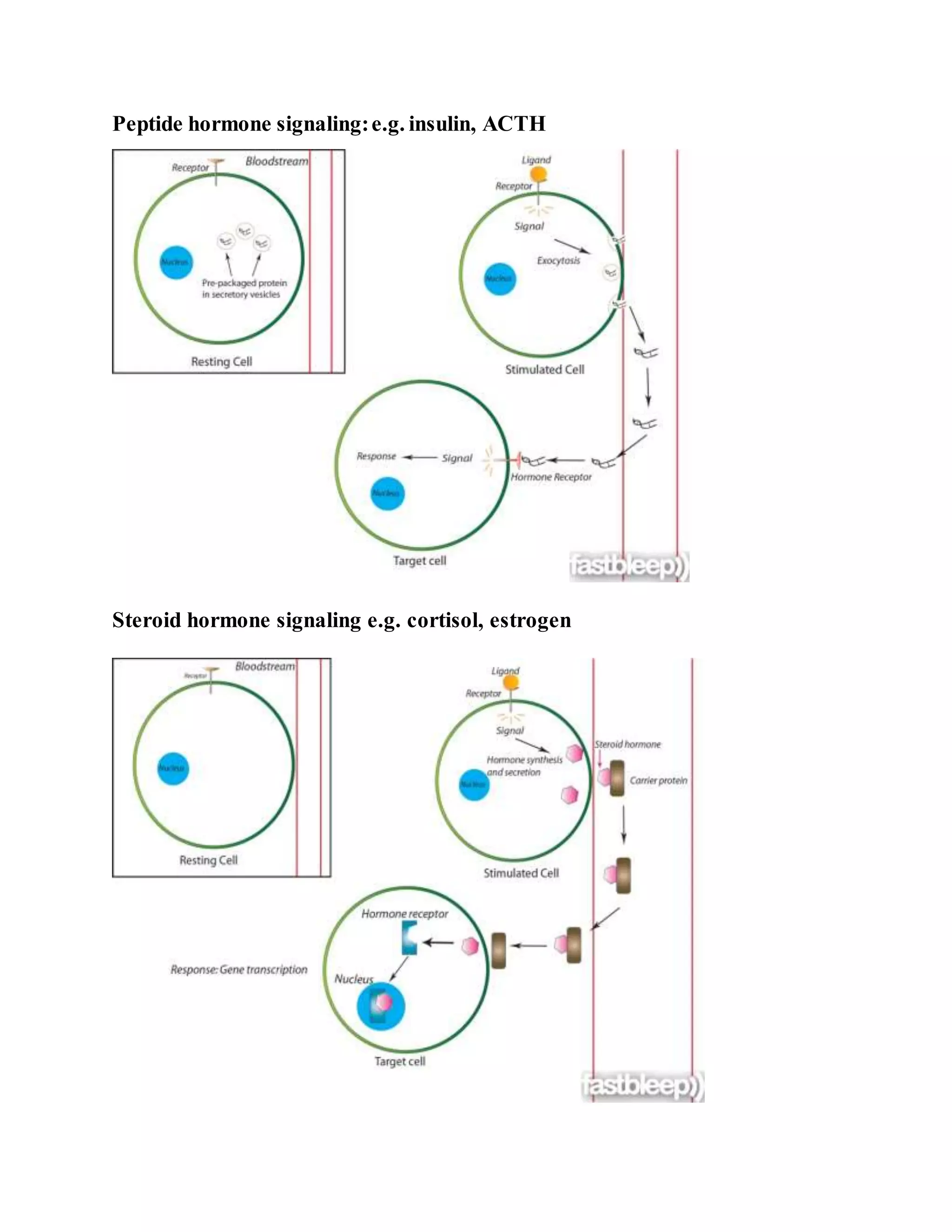 Peptide hormone signaling:e.g. insulin, ACTH
Steroid hormone signaling e.g. cortisol, estrogen
 