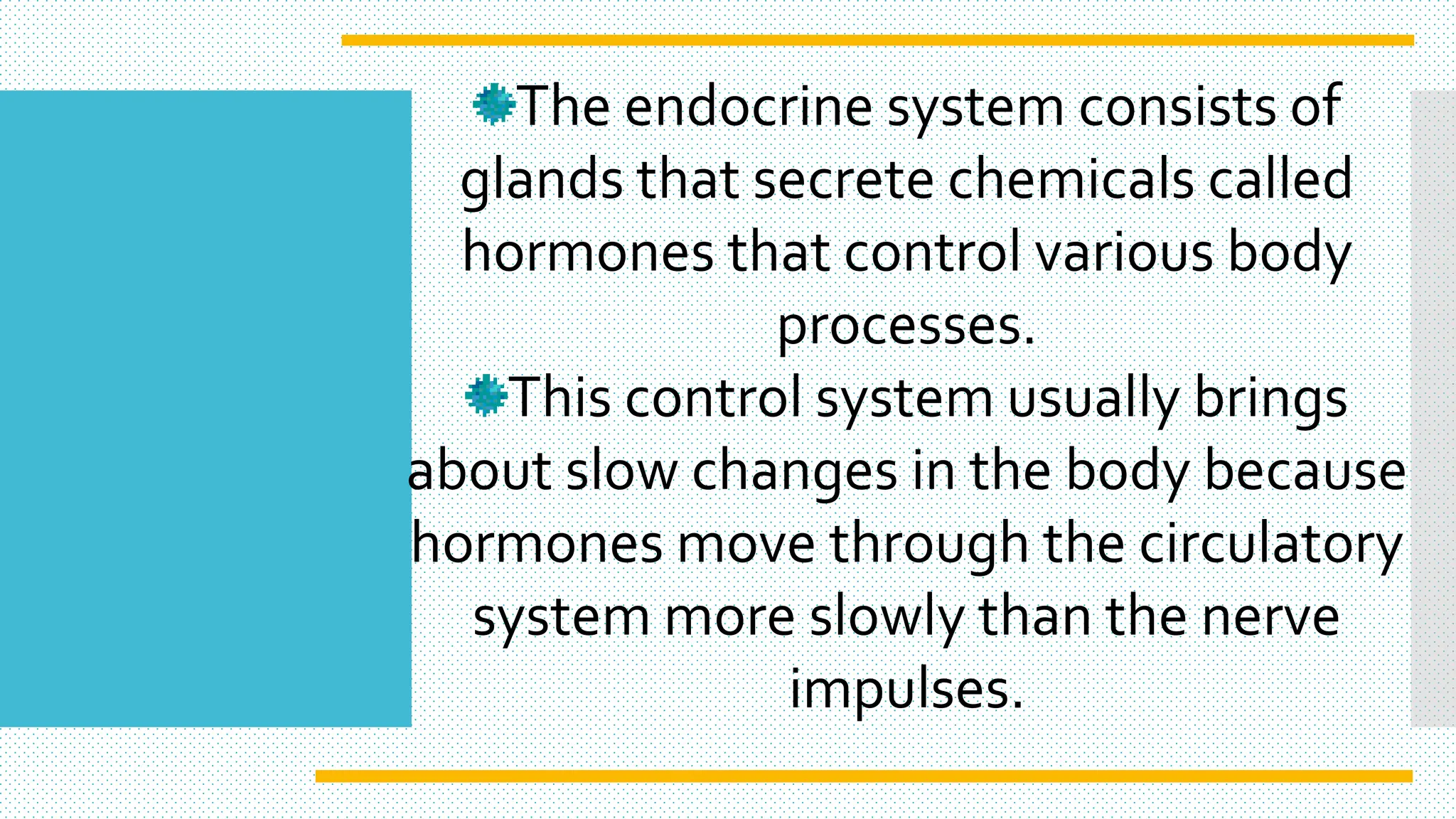The endocrine system consists of
glands that secrete chemicals called
hormones that control various body
processes.
This control system usually brings
about slow changes in the body because
hormones move through the circulatory
system more slowly than the nerve
impulses.
 
