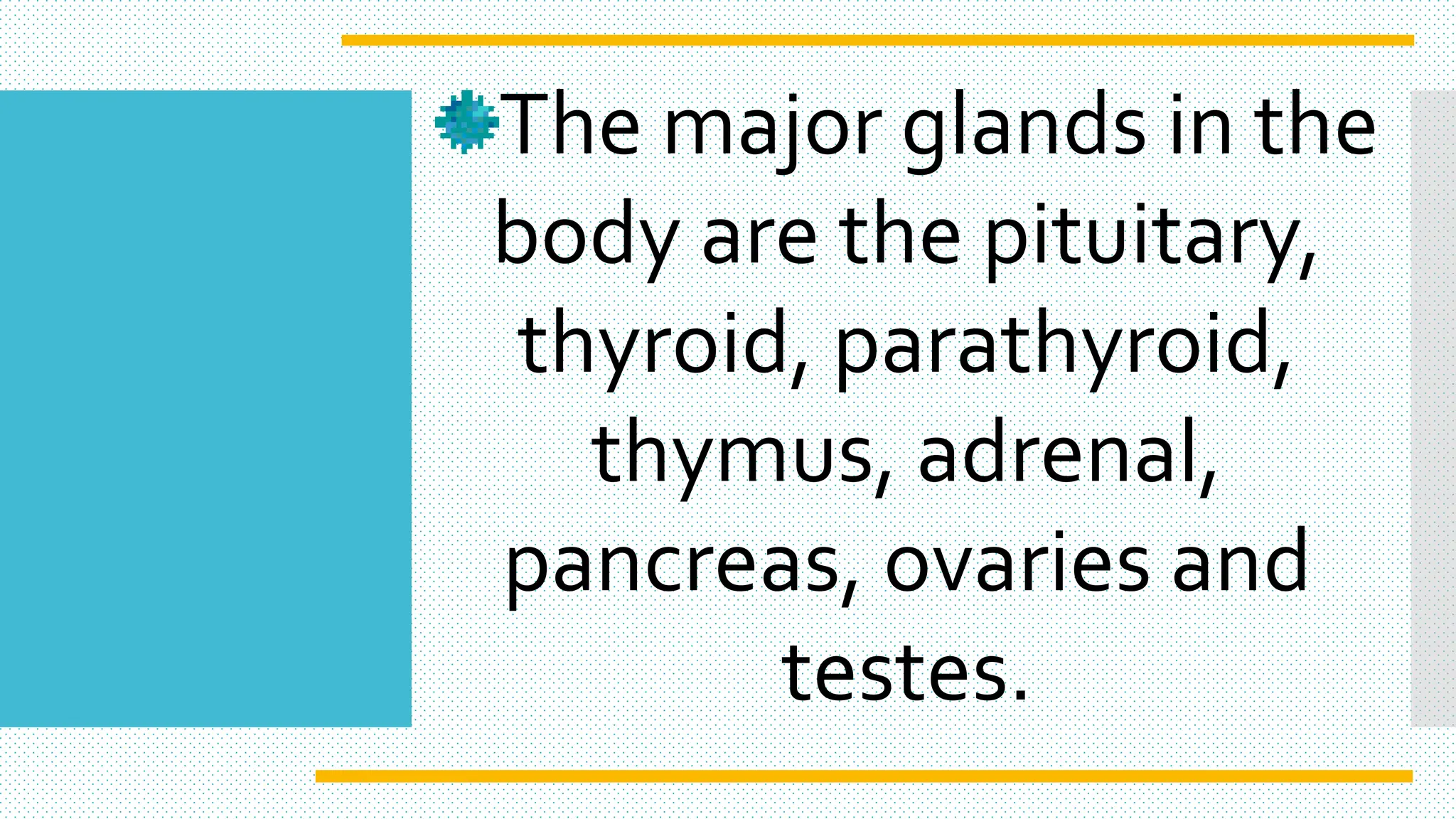 The major glands in the
body are the pituitary,
thyroid, parathyroid,
thymus, adrenal,
pancreas, ovaries and
testes.
 