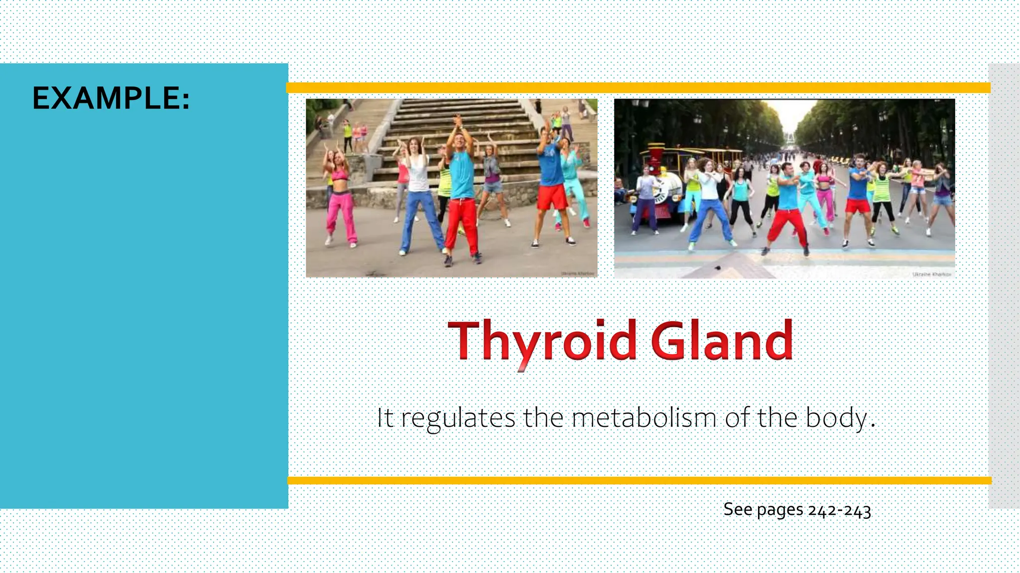 It regulates the metabolism of the body.
EXAMPLE:
See pages 242-243
 