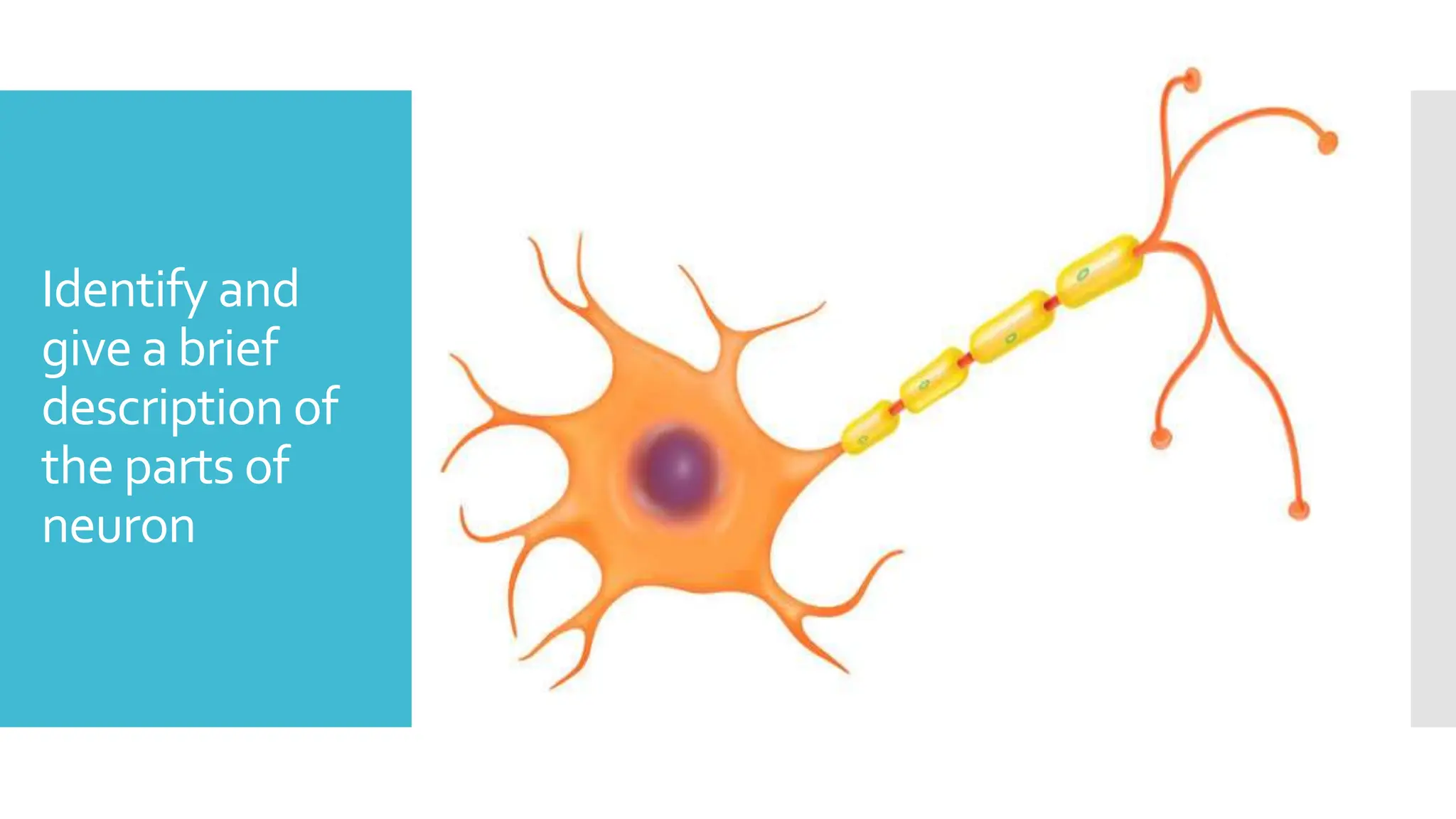 Identify and
give a brief
description of
the parts of
neuron
 
