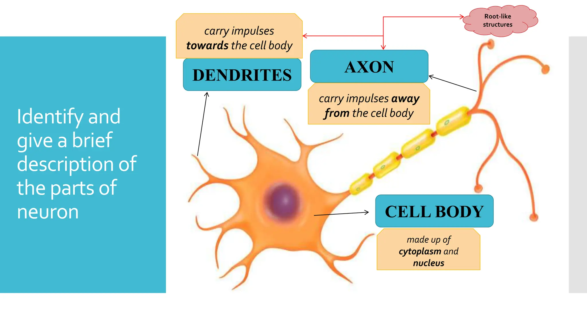 Identify and
give a brief
description of
the parts of
neuron
DENDRITES AXON
CELL BODY
carry impulses
towards the cell body
carry impulses away
from the cell body
made up of
cytoplasm and
nucleus
Root-like
structures
 