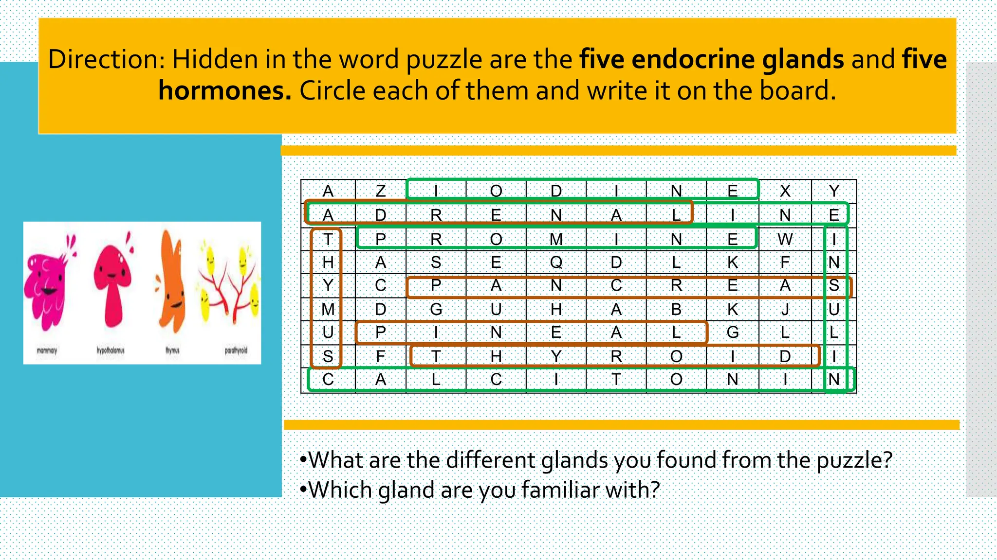 Direction: Hidden in the word puzzle are the five endocrine glands and five
hormones. Circle each of them and write it on the board.
A Z I O D I N E X Y
A D R E N A L I N E
T P R O M I N E W I
H A S E Q D L K F N
Y C P A N C R E A S
M D G U H A B K J U
U P I N E A L G L L
S F T H Y R O I D I
C A L C I T O N I N
•What are the different glands you found from the puzzle?
•Which gland are you familiar with?
 
