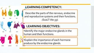 LEARNING COMPETENCY:
Describe the parts of the nervous, endocrine
and reproductive systems and their functions.
(S10LT-IIIa-33).
•Identify the major endocrine glands in the
human and their functions.
LEARNING OBJECTIVES:
•Explain the importance of each hormone
produce by the endocrine glands.
 