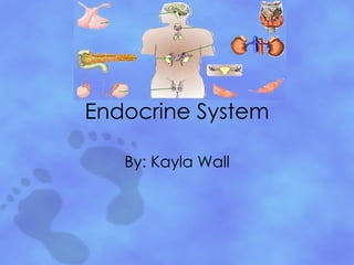 Endocrine System By: Kayla Wall 
