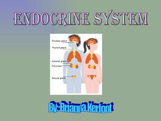 Endocrine System By: Brianna Kerfoot 