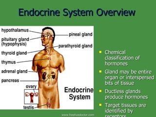 Endocrine System Overview ,[object Object],[object Object],[object Object],[object Object],www.freelivedoctor.com 