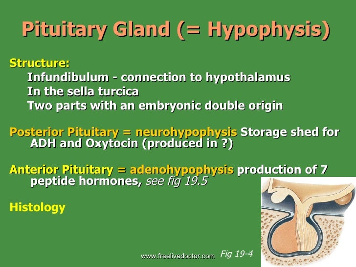 Endocrine System