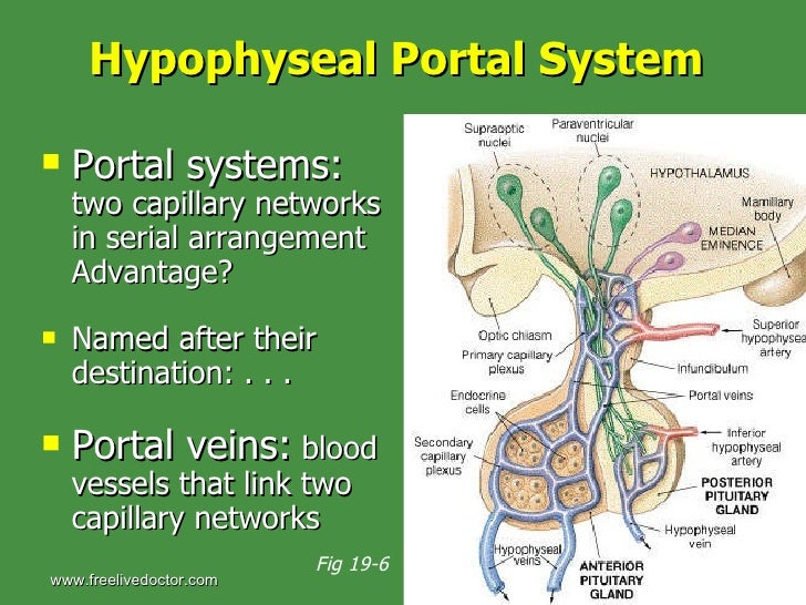 Endocrine System