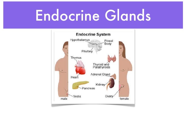 Endocrine system