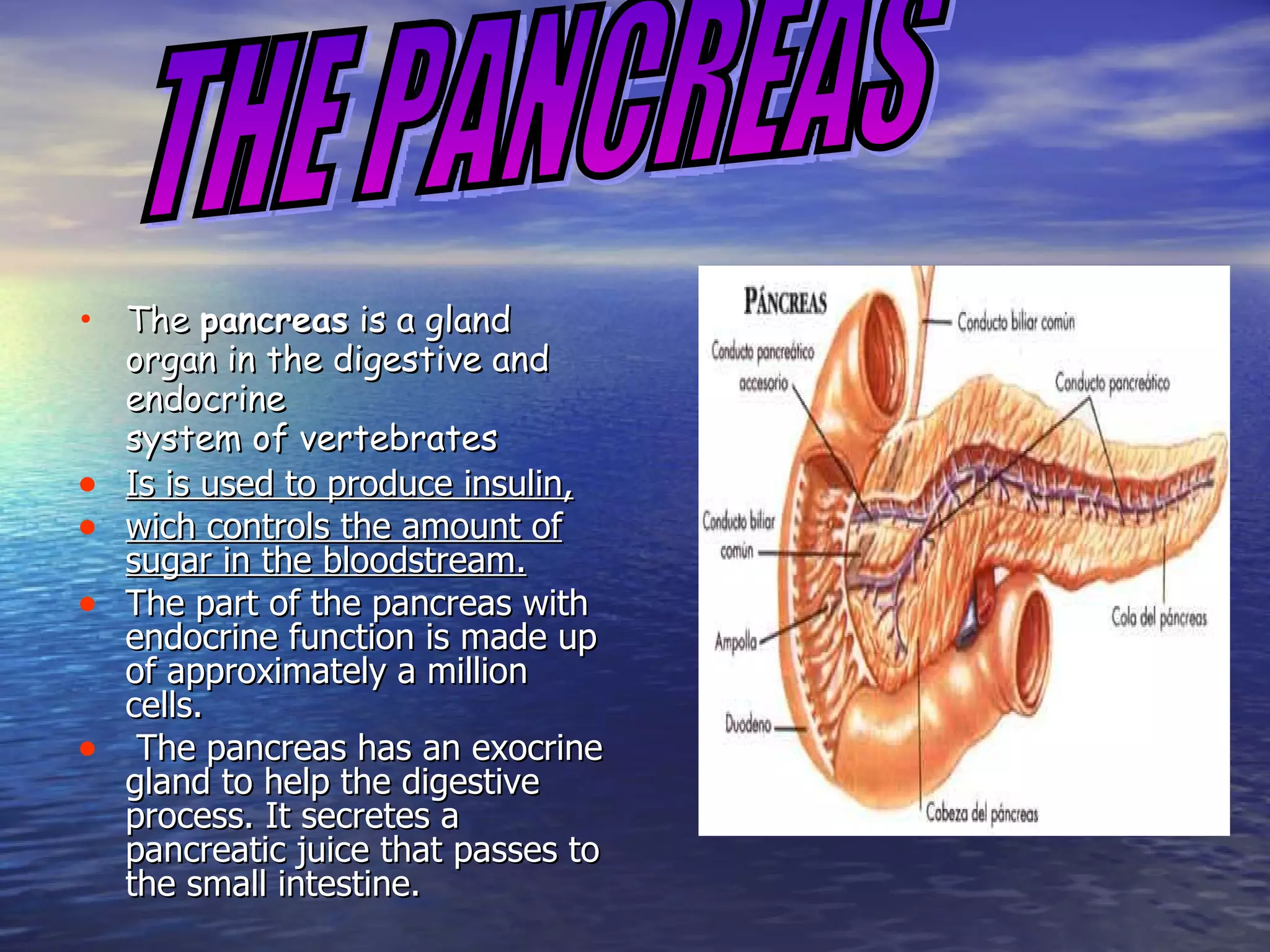 The  pancreas  is a gland organ in the digestive and endocrine system of vertebrates  Is is used to produce insulin, wich controls the amount of sugar in the bloodstream. The part of the pancreas with endocrine function is made up of approximately a million cells. The pancreas has an exocrine gland to help the digestive process. It secretes a pancreatic juice that passes to the small intestine.  THE PANCREAS 