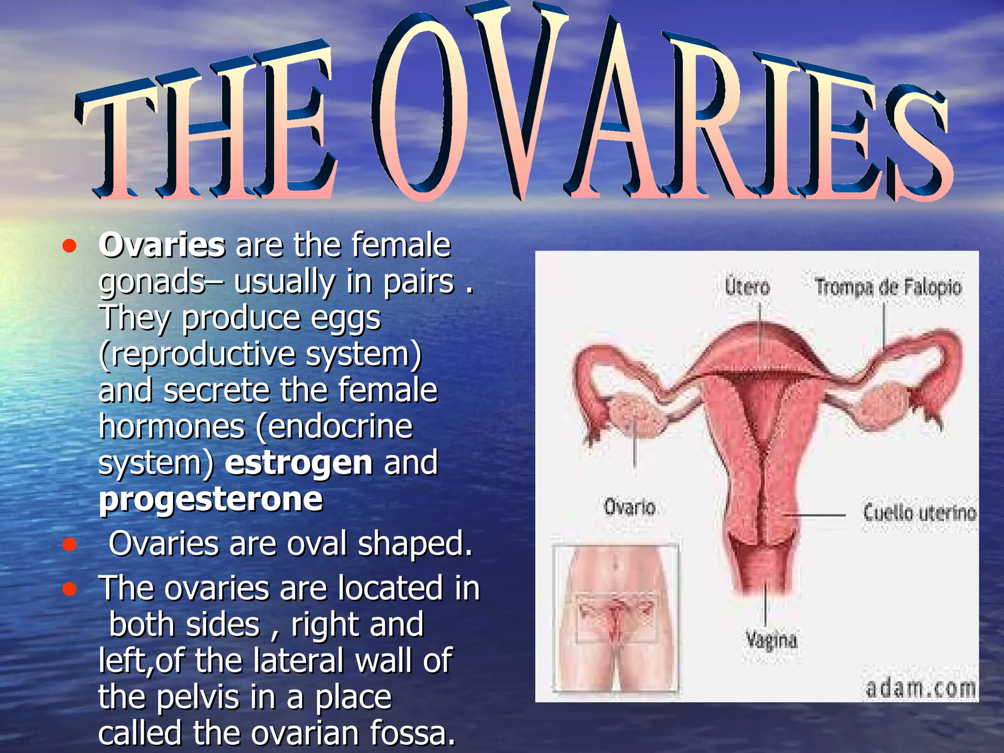 Ovaries  are the female gonads– usually in pairs .  They produce eggs (reproductive system) and secrete the female hormones (endocrine system)  estrogen  and  progesterone   Ovaries are oval shaped. The ovaries are located in  both sides , right and left,of the lateral wall of the pelvis in a place called the ovarian fossa.  THE OVARIES 
