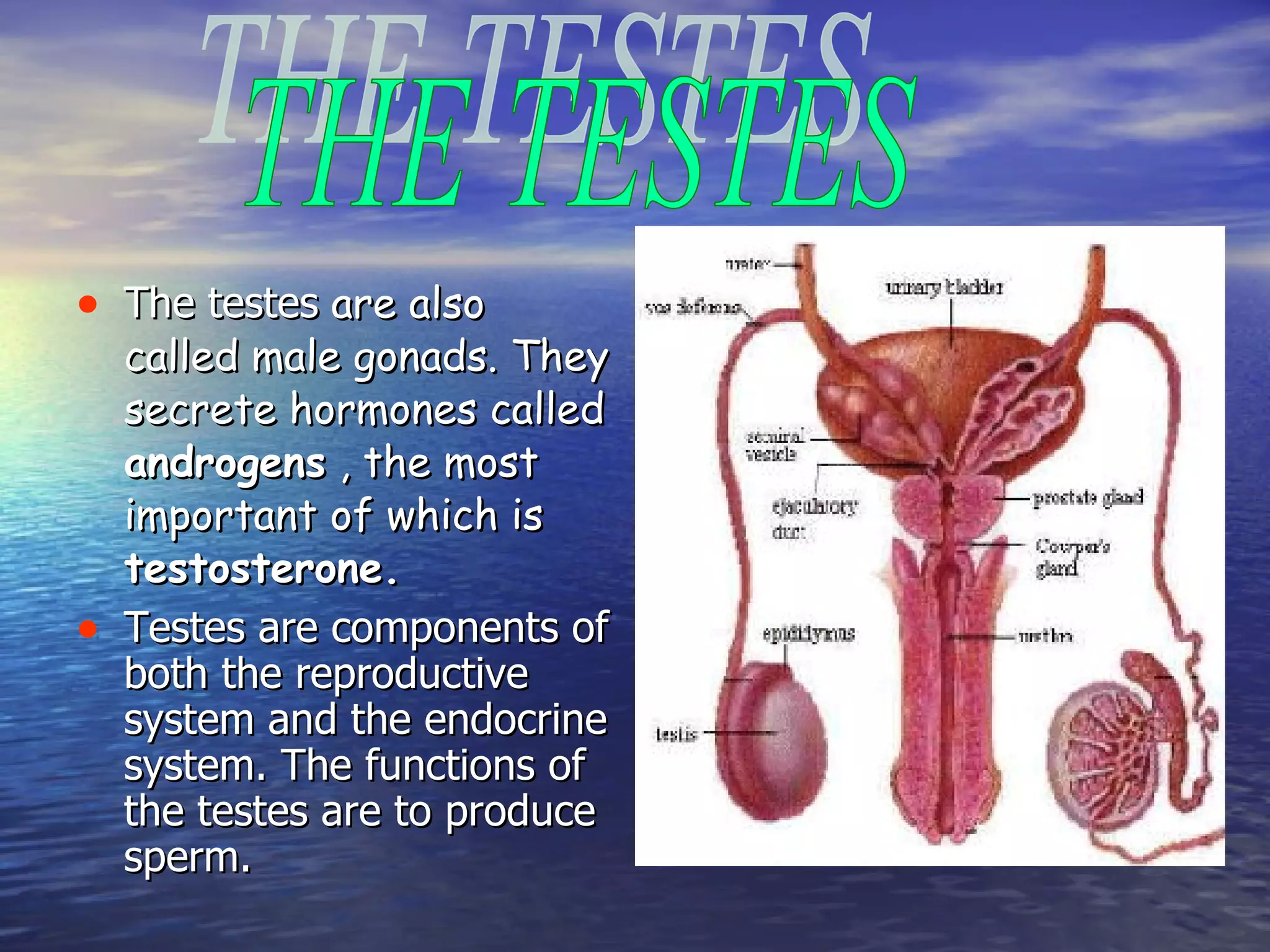 The testes  are also called male gonads.  They secrete hormones called  androgens  , the most important of which is  testosterone. Testes are components of both the reproductive system and the endocrine system. The functions of the testes are to produce sperm. THE TESTES 