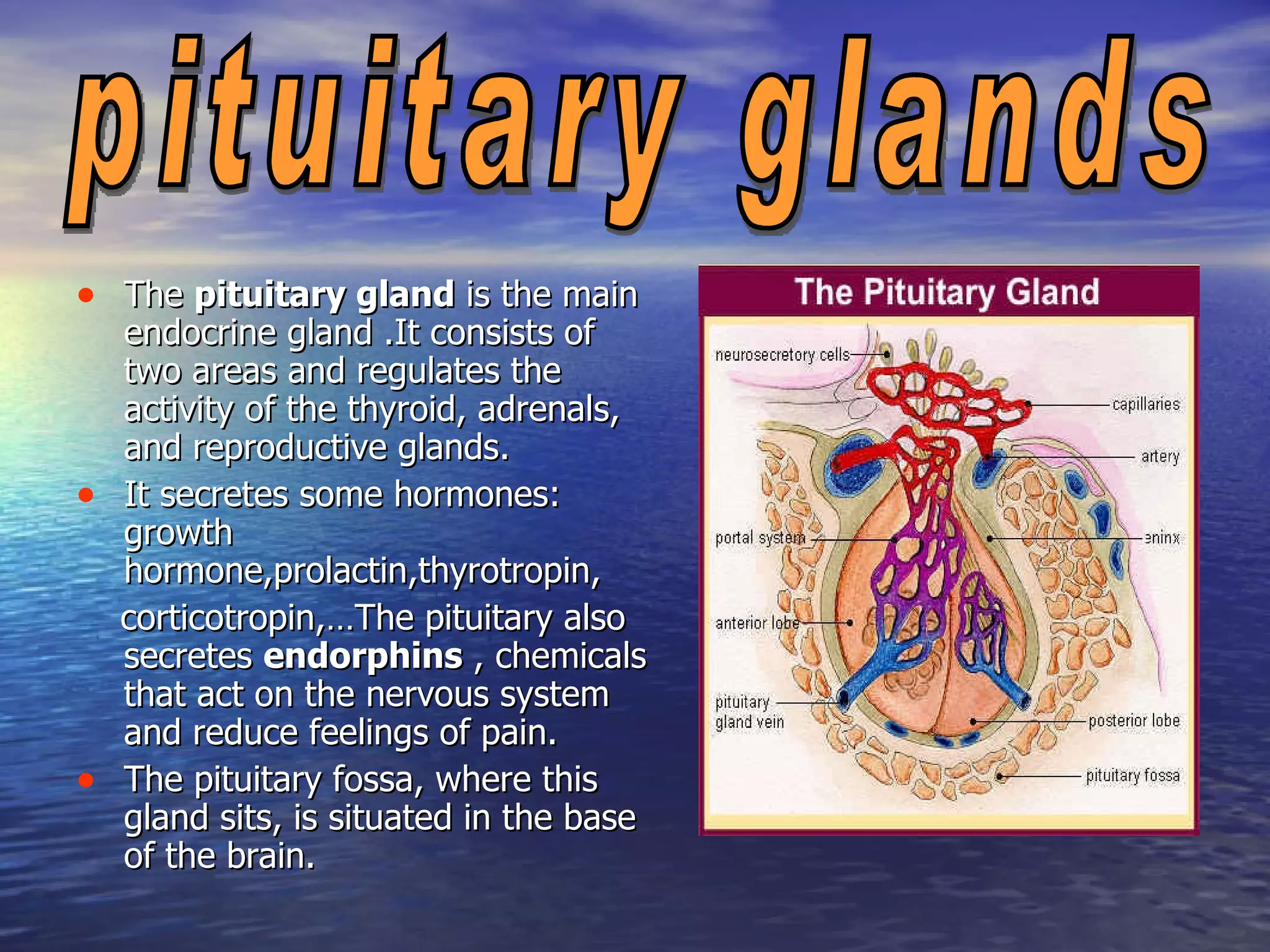 The  pituitary gland  is the main endocrine gland .It consists of two areas and r egulates the activity of the thyroid, adrenals, and reproductive glands. It secretes some hormones: growth hormone,prolactin,thyrotropin, corticotropin,…The pituitary also secretes  endorphins  , chemicals that act on the nervous system and reduce feelings of pain. The pituitary fossa, where this gland sits, is situated in the base of the brain.  pituitary glands 