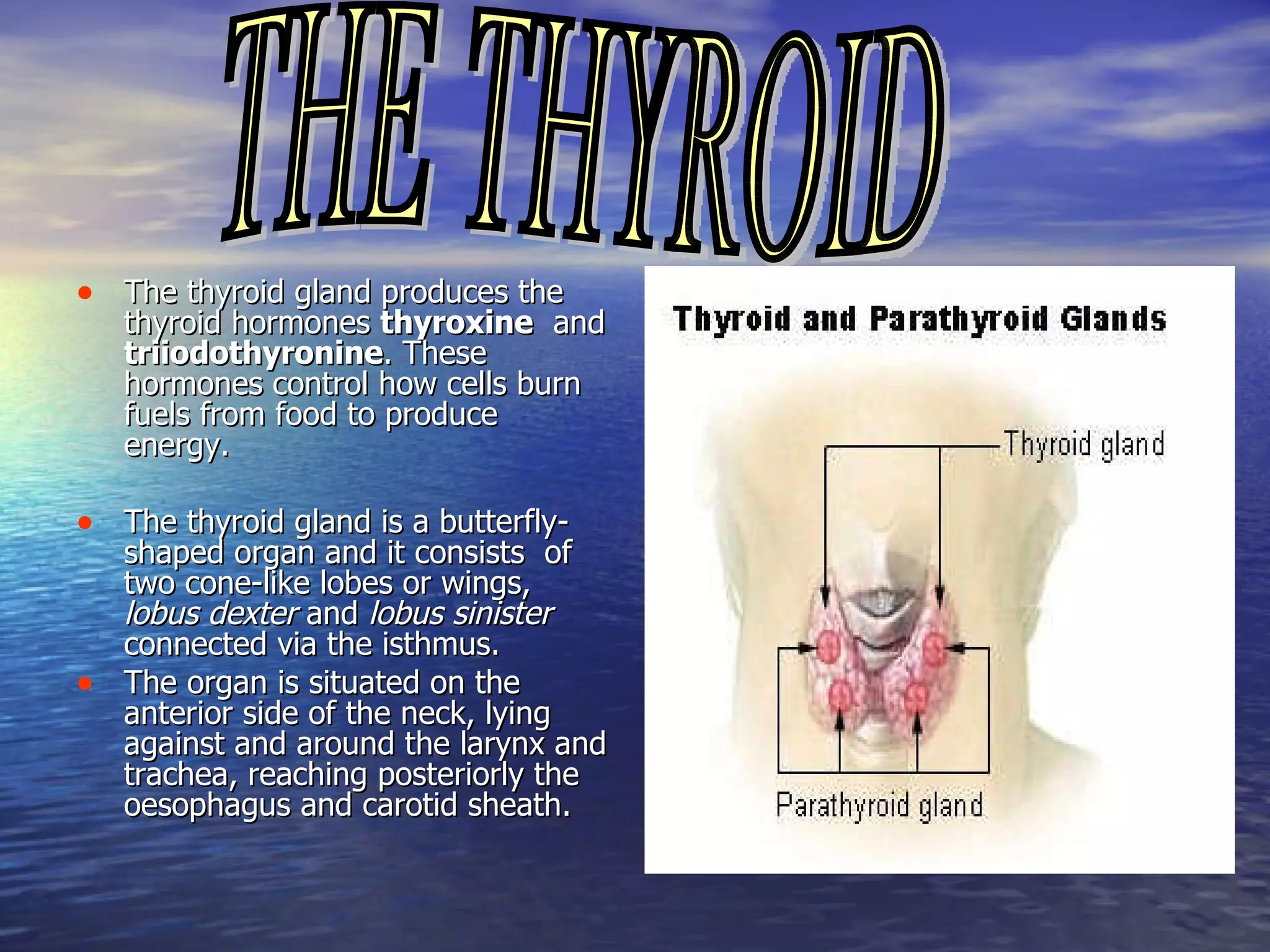The thyroid gland  produces the thyroid hormones  thyroxine   and  triiodothyronine . These hormones control how cells burn fuels from food to produce energy. The thyroid gland is a butterfly-shaped organ and it consists  of two cone-like lobes or wings,  lobus dexter  and  lobus sinister   connected via the isthmus. The organ is situated on the anterior side of the neck, lying against and around the larynx and trachea, reaching posteriorly the oesophagus and carotid sheath.  THE THYROID 