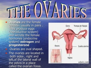 Ovaries  are the female gonads– usually in pairs .  They produce eggs (reproductive system) and secrete the female hormones (endocrine system)  estrogen  and  progesterone   Ovaries are oval shaped. The ovaries are located in  both sides , right and left,of the lateral wall of the pelvis in a place called the ovarian fossa.  THE OVARIES 