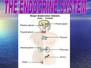 THE ENDOCRINE SYSTEM 