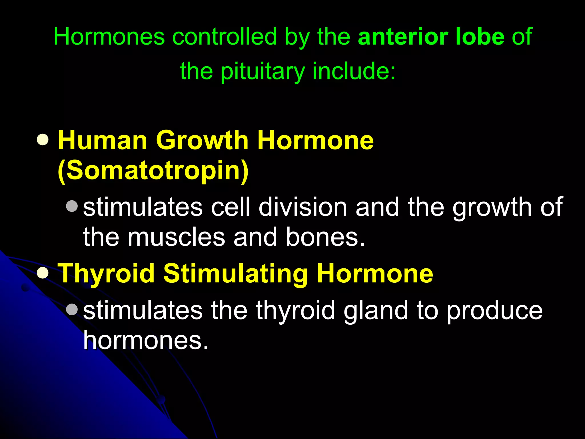 Hormones controlled by the  anterior lobe  of the pituitary include:   Human Growth Hormone (Somatotropin)   stimulates cell division and the growth of the muscles and bones.  Thyroid Stimulating Hormone   stimulates the thyroid gland to produce hormones.  