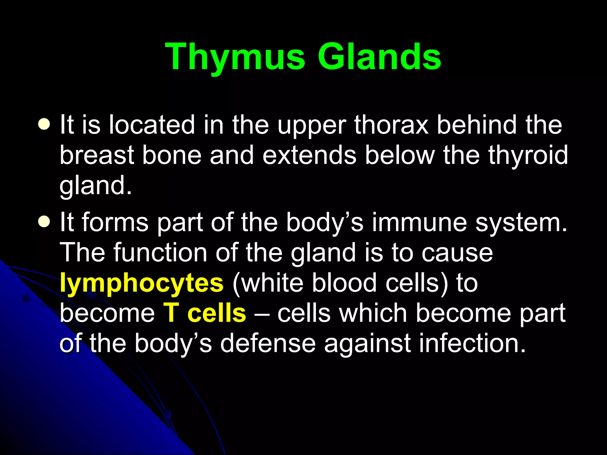 Thymus Glands It is located in the upper thorax behind the breast bone and extends below the thyroid gland.  It forms part of the body’s immune system. The function of the gland is to cause  lymphocytes  (white blood cells) to become  T cells   – cells which become part of the body’s defense against infection. 