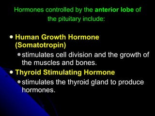 Hormones controlled by the  anterior lobe  of the pituitary include:   Human Growth Hormone (Somatotropin)   stimulates cell division and the growth of the muscles and bones.  Thyroid Stimulating Hormone   stimulates the thyroid gland to produce hormones.  