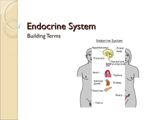 Endocrine System Building Terms 