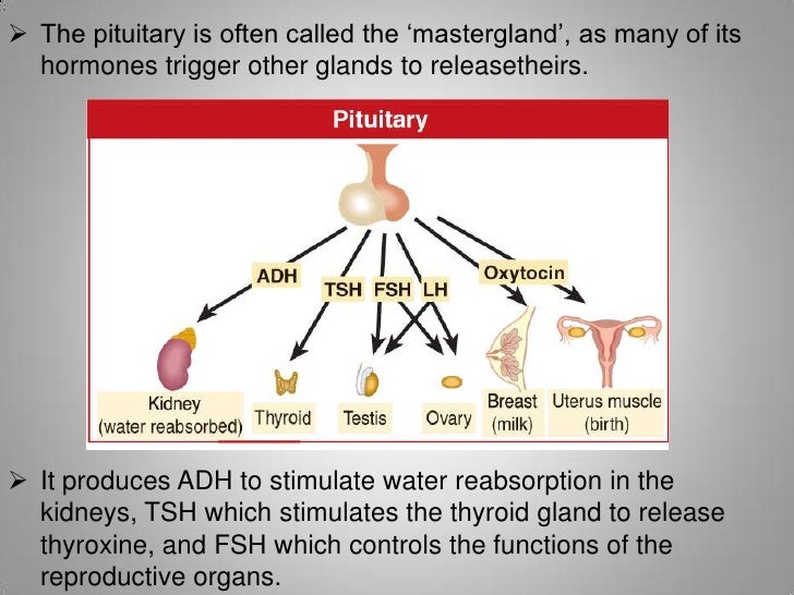 Endocrine system