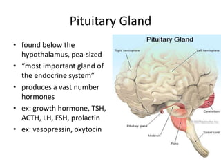 Pituitary Gland
• found below the
  hypothalamus, pea-sized
• “most important gland of
  the endocrine system”
• produces a vast number
  hormones
• ex: growth hormone, TSH,
  ACTH, LH, FSH, prolactin
• ex: vasopressin, oxytocin
 